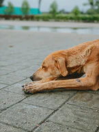 Cheryl Strayed''s Footsteps: Lessons in Resilience and Transformation